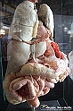 VBS_2750 - Organi digestivi - Mostra Body Worlds